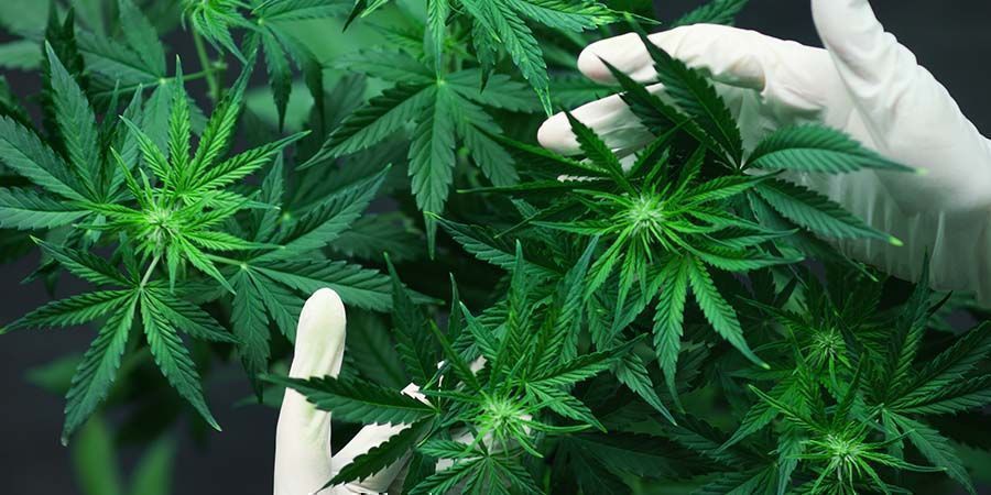 För mycket näring och fel pH-nivå Problem under cannabisens blomningsfas: För mycket näring och fel pH-nivå