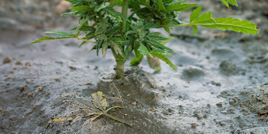Problem under cannabisens blomningsfas: fräscha upp jorden