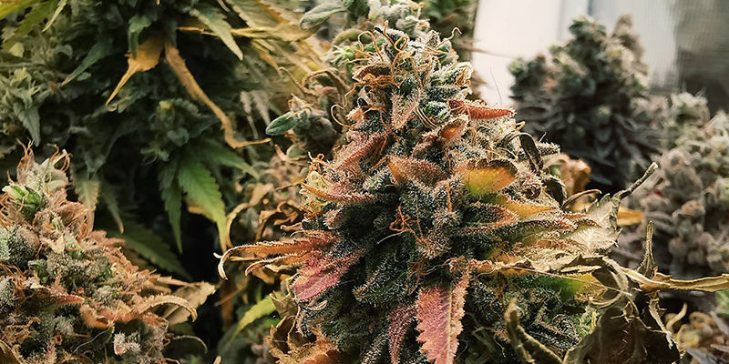 Black Bomb Philosopher Seeds Black Bomb Philosopher Seeds