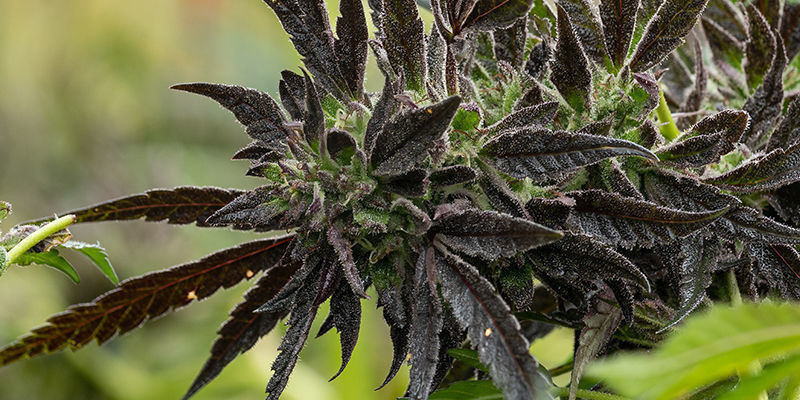 Banana Purple Punch Auto (FastBuds) Banana Purple Punch Auto (FastBuds)