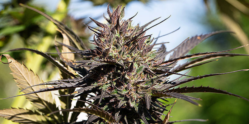 Big Devil Auto (Sweet Seeds) Big Devil Auto (Sweet Seeds)