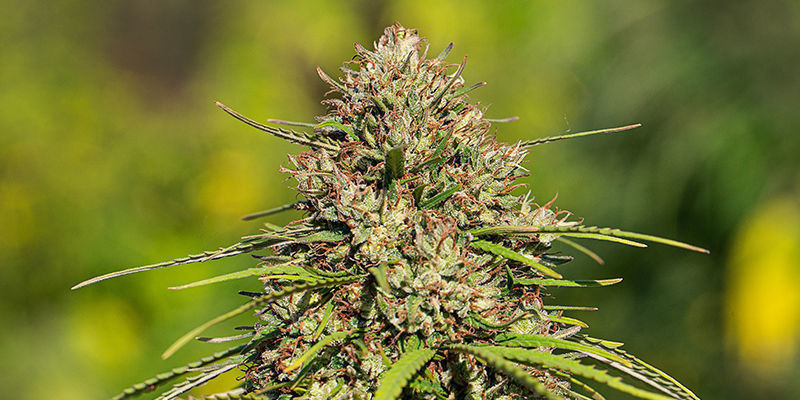 Forbidden Runtz XL Auto (Growers Choice) Forbidden Runtz XL Auto (Growers Choice)