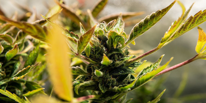 Vad är en autoflower-sort? What is an autoflowering strain?