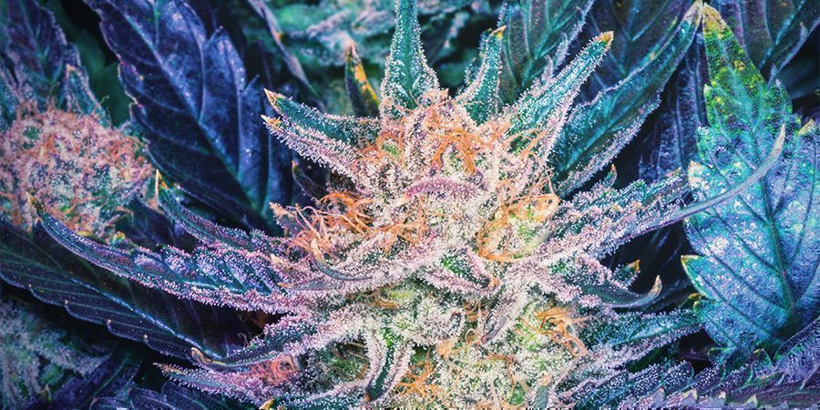 Om Blueberry-cannabis About Blueberry Cannabis