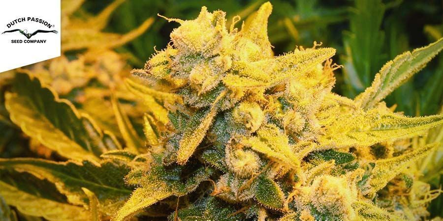 Auto Glueberry Og (Dutch Passion) Auto Glueberry Og (Dutch Passion)