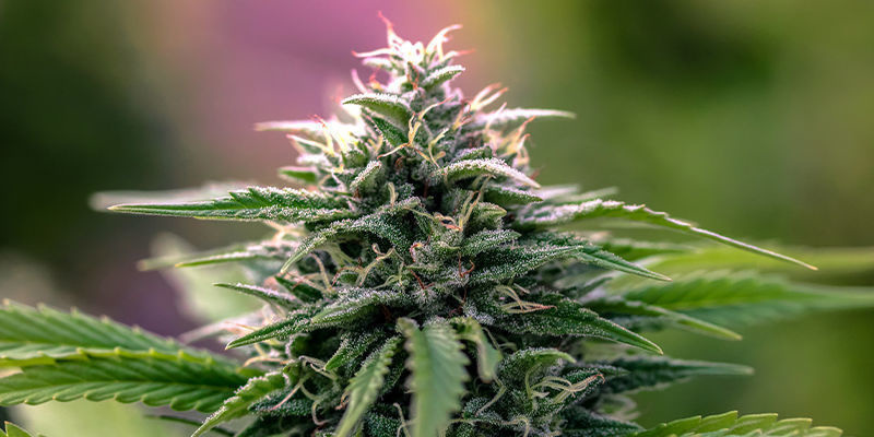 Fördelar med hybridsorter Benefits of hybrid strains