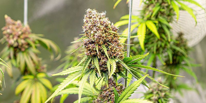 Hur du väljer rätt hybridsort How to choose the right hybrid strain
