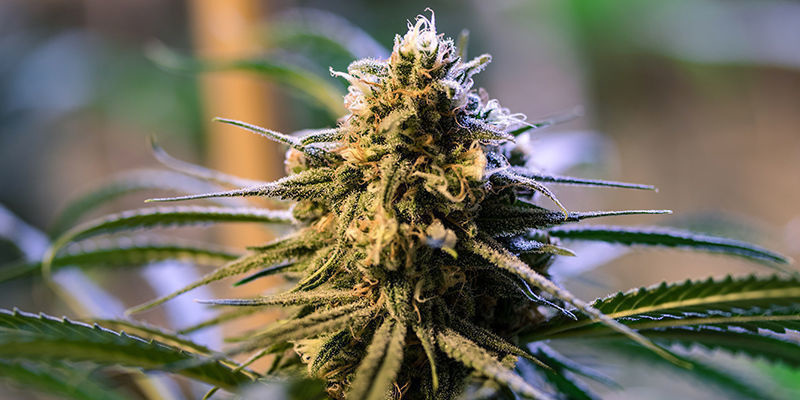 De bästa hybrida cannabissorterna De bästa hybrida cannabissorterna