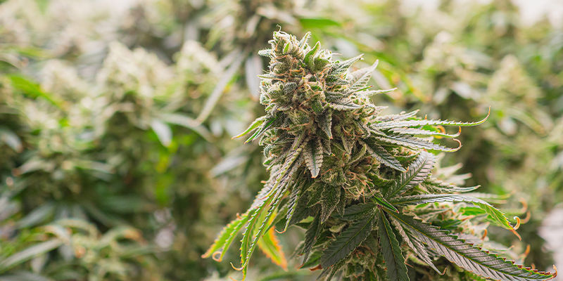 Vad är hybridcannabis? Vad är hybridcannabis?