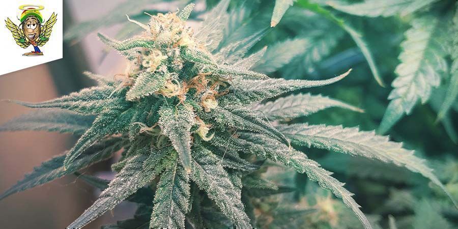 Skunkcannabis