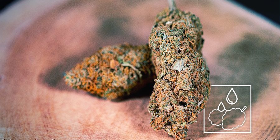 Kan du återfukta uttorkade cannabisblommor? Can You Rehydrate Dried-Out Cannabis Buds?