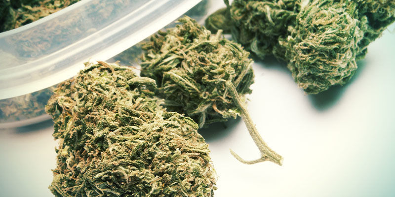 &Aring;terfukta dina cannabisblommor: L&aring;ng sikt (veckor)