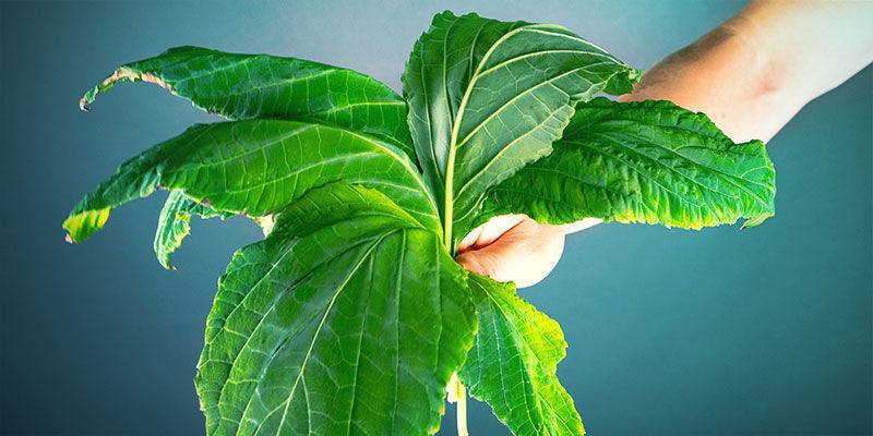 De olika metoderna för att torka Salvia divinorum-blad DE OLIKA METODERNA FÖR ATT TORKA SALVIA DIVINORUM-BLAD