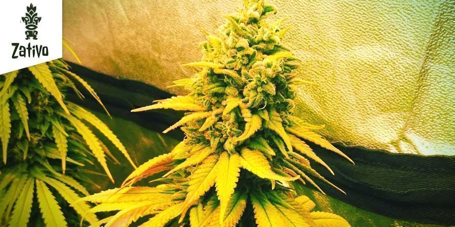 Northern Lights av Zativo frön Northern Lights By Zativo Seeds