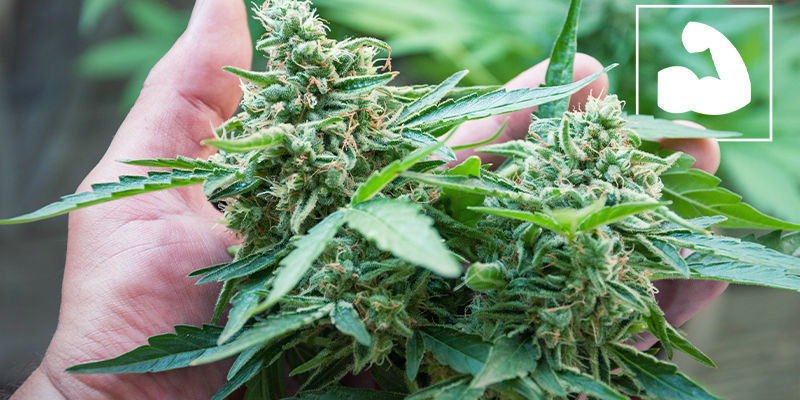 Ökad styrka cannabis Increased Strength Cannabis