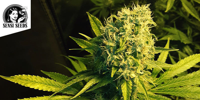 Super Skunk - Sensi Seeds Super Skunk - Sensi Seeds