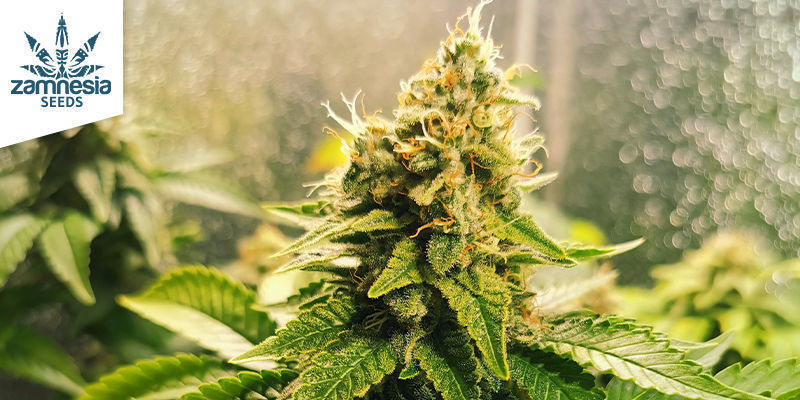 White Widow - Zamnesia Seeds White Widow - Zamnesia Seeds