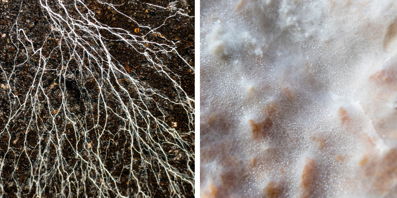 Hur växer mycelium? Hur växer mycelium?