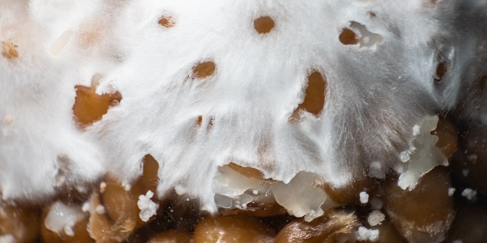 Är mycelium psykedeliskt? Är mycelium psykedeliskt?