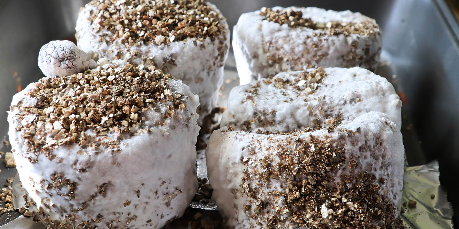Är mycelium säkert? Kan man äta det? Är mycelium säkert? Kan man äta det?