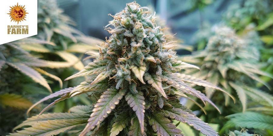 Amnesia Lemon (Barney’s Farm) Amnesia Lemon (Barney’s Farm)