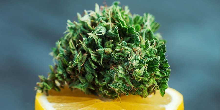 Amnesia: Ruset och smaken Amnesia: The High And Flavour