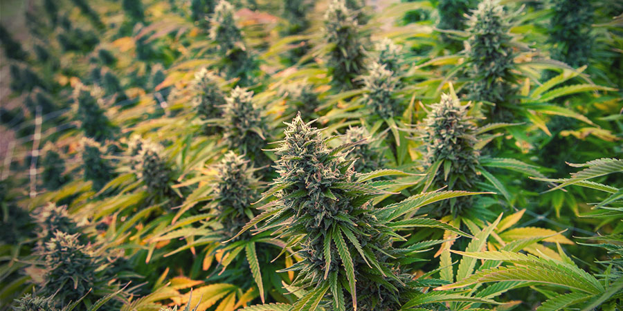 4 beskärningstekniker för cannabis för att öka avkastningen