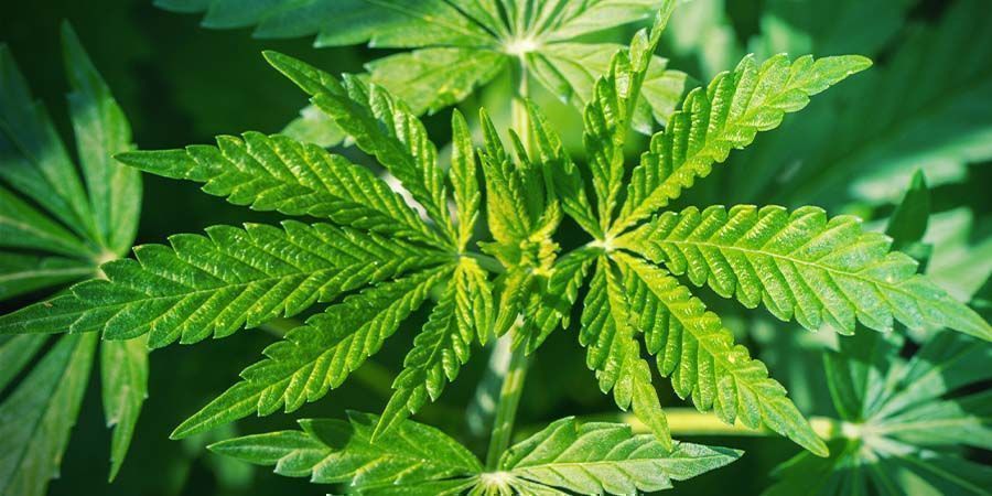 Toppning av cannabis