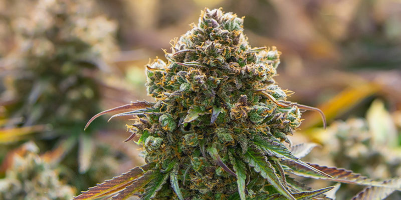Autoflower eller fotoperiodiska sorter? Autoflower eller fotoperiodiska sorter?