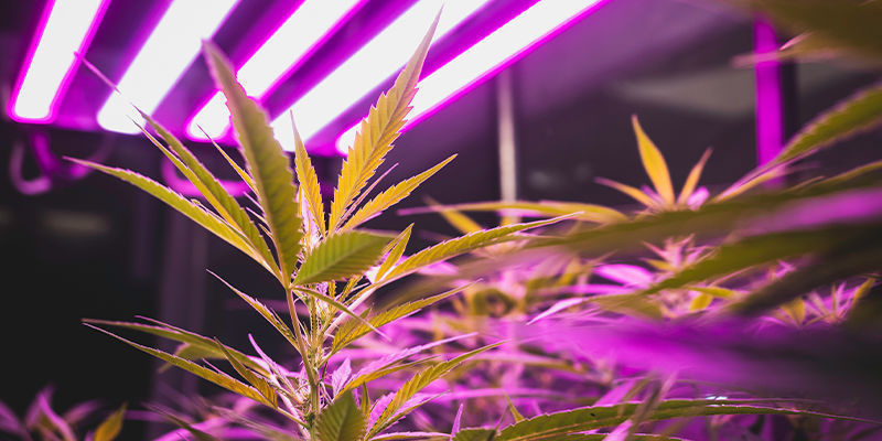 Tips för inomhusodling av cannabis: belysning, ventilation & mer Tips för inomhusodling av cannabis: belysning, ventilation & mer