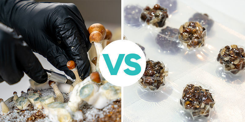 Magiska tryfflar vs magiska svampar Magic truffles vs magic mushrooms