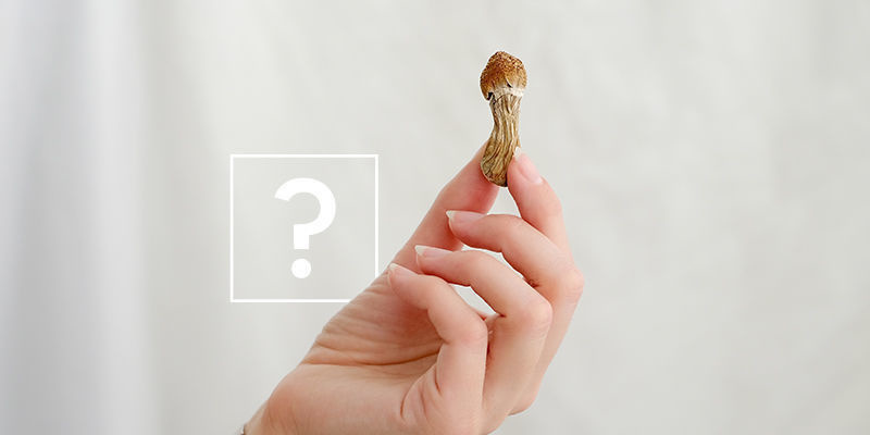 Vilket ska du välja: Magiska tryfflar eller magiska svampar? Vilket ska du välja: Magiska tryfflar eller magiska svampar?