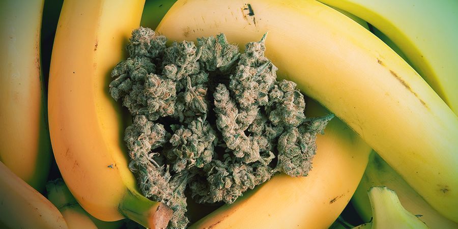 Skala tillbaka ursprunget till Banana Skala tillbaka ursprunget till Banana
