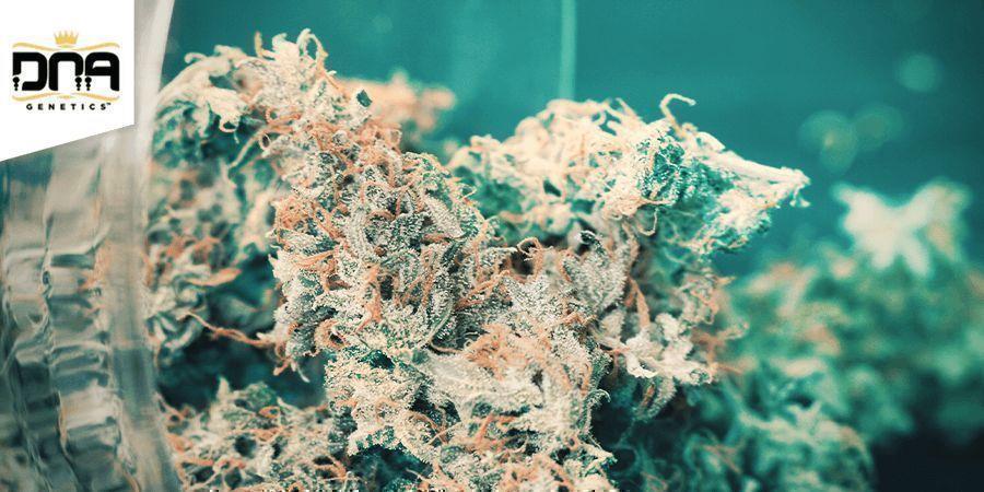 Chocolope - DNA Genetics Chocolope - DNA Genetics