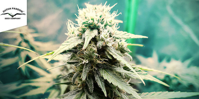 Strawberry Cough - Dutch Passion Strawberry Cough - Dutch Passion