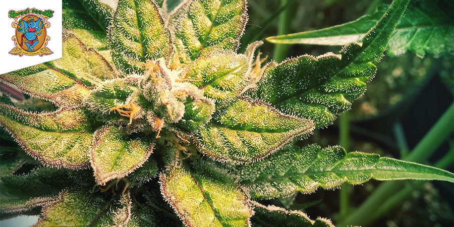 Sweet Nurse Auto CBD (Sweet Seeds) Feminiserade