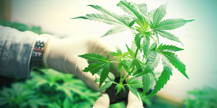 VAD ÄR MEDICINSK MARIJUANA?