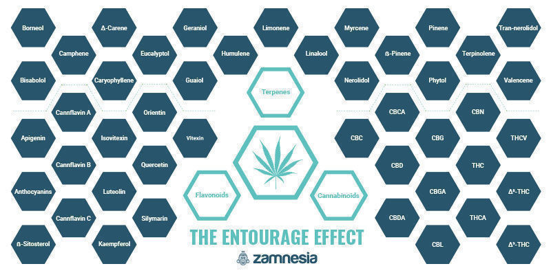 Entourageeffekten — ett av cannabiss stora mysterier The Entourage Effect — One Of Cannabis' Great Mysteries