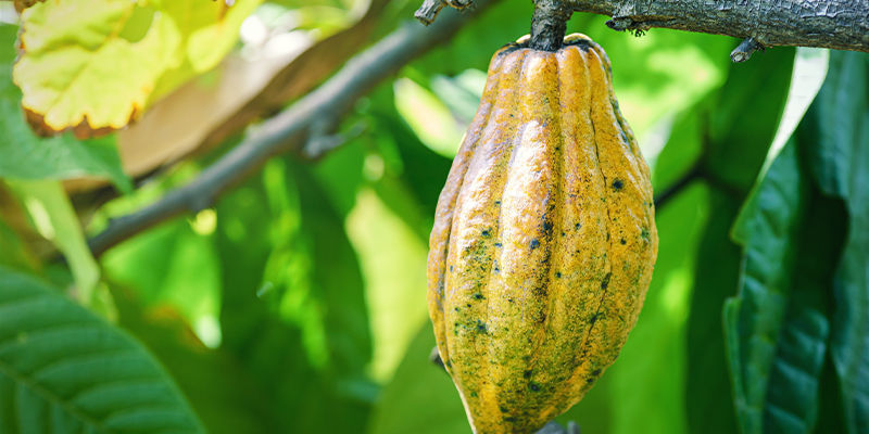 Cannabis och kakao: två av samhällets äldsta grödor CANNABIS AND COCOA: TWO OF SOCIETY’S OLDEST CROPS