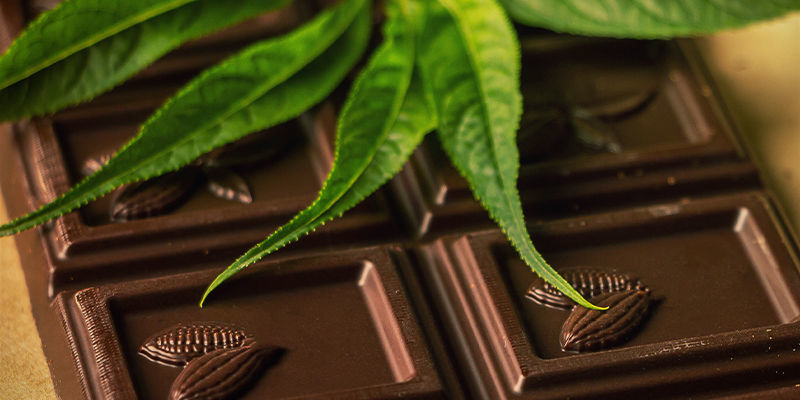 CHOKLAD OCH CANNABIS: DEN PERFEKTA KEMISKA KOMBINATIONEN