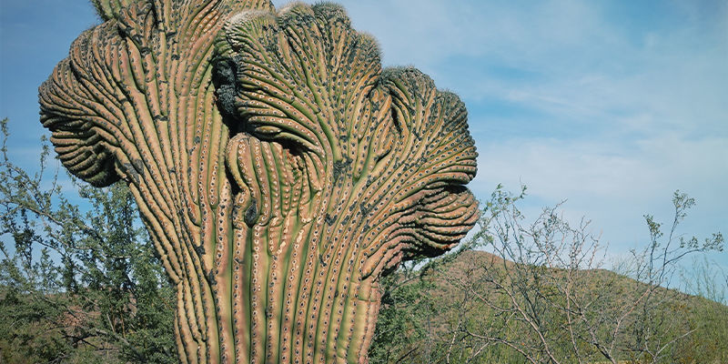 San Pedro, kristat (Echinopsis Pachanoi Cristata) San Pedro, kristat (Echinopsis Pachanoi Cristata)