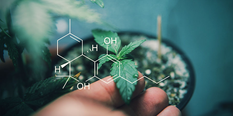 L&auml;r dig mer om cannabinoider