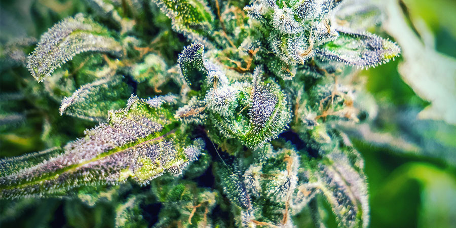 Lemon Haze Cannabis