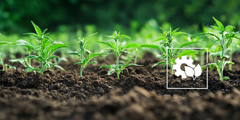 Är organisk levande jord värt det? Is Organic Living Soil Worth It?