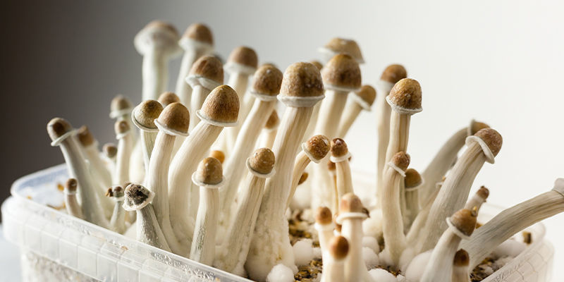 Vad är ett odlingskit för magiska svampar? What Is A Mushroom Grow Kit?