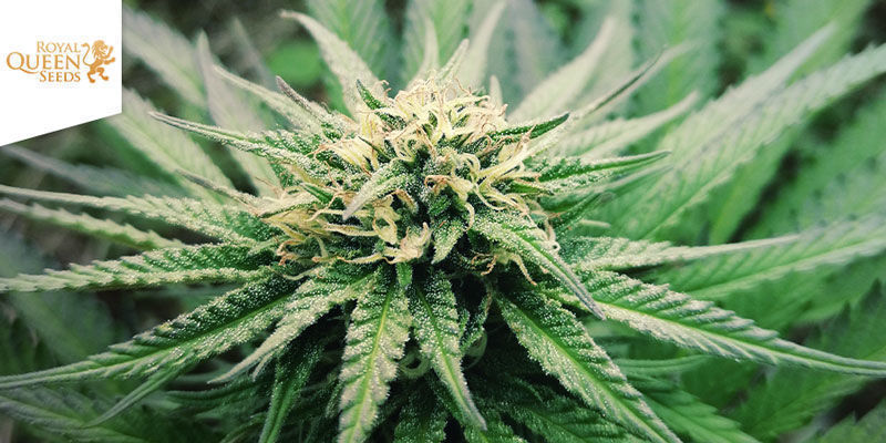 Special Kush #1 Feminized Special Kush #1 Feminized