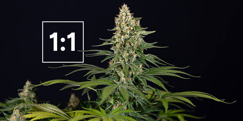 De bästa cannabissorterna med ett 1:1-förhållande mellan CBD och THC De bästa cannabissorterna med ett 1:1-förhållande mellan CBD och THC