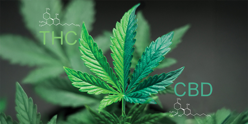 Vad är ett 1:1-förhållande mellan CBD och THC? Vad är ett 1:1-förhållande mellan CBD och THC?