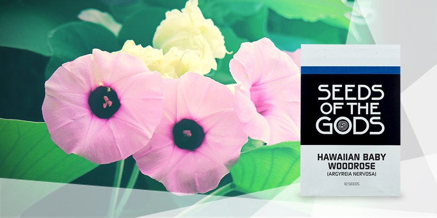 2 HAWAIIAN BABY WOODROSE TEA