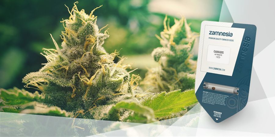 Så gör du cannabiste